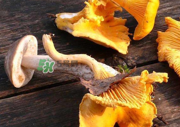 雞油菌是寒性的嗎？雞油菌是發(fā)物嗎