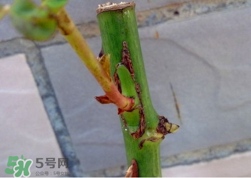 九月份能嫁接樹嗎？九月份怎么嫁接樹？