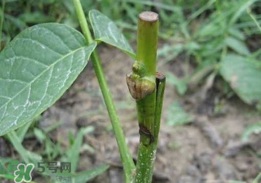 九月份能嫁接樹嗎？九月份怎么嫁接樹？