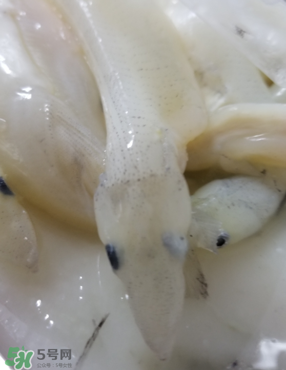 銀魚(yú)怎么保存？銀魚(yú)可以放在冰箱冷凍保存嗎？