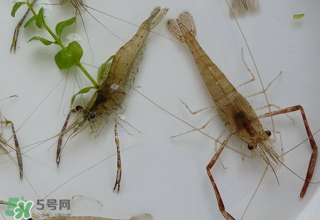 河蝦是發(fā)物嗎？河蝦是不是發(fā)物？