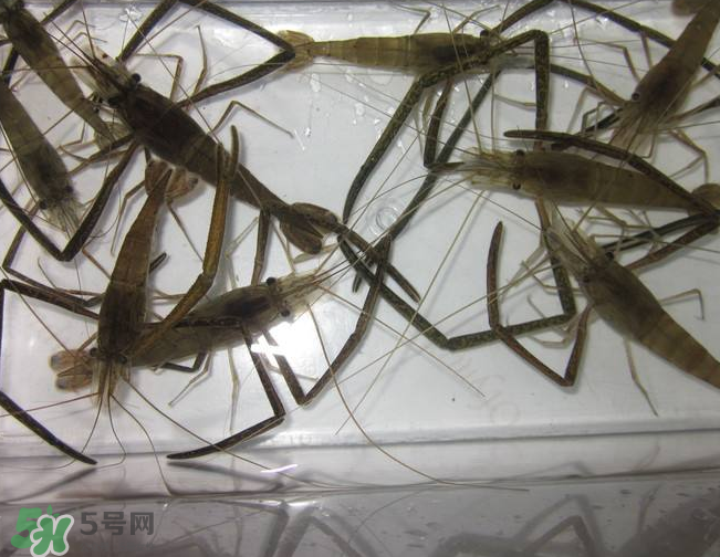 河蝦是發(fā)物嗎？河蝦是不是發(fā)物？