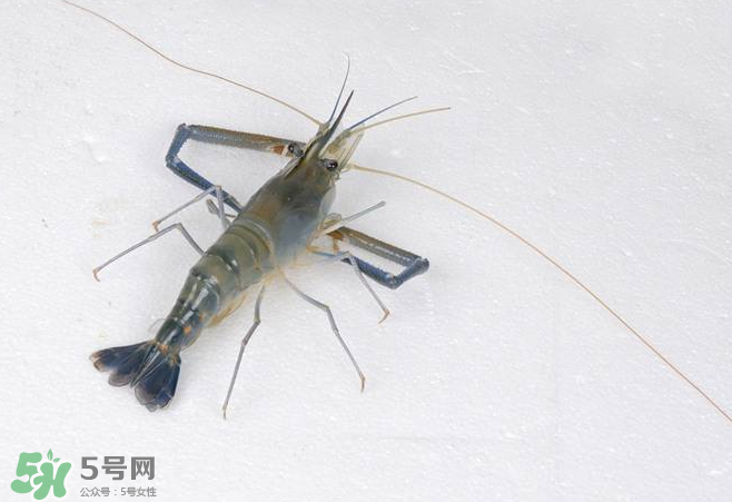 河蝦是酸性還是堿性？河蝦是涼性還是熱性？