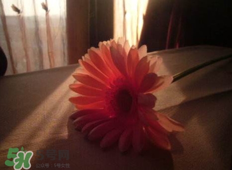 塑料花友誼是什么意思？塑料花友誼怎么來的