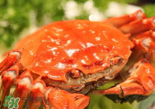 啤酒蒸大閘蟹怎么做？啤酒蒸大閘蟹做法步驟