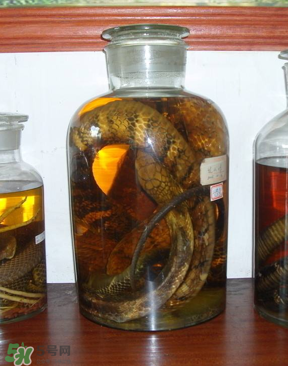 毒蛇泡酒多久才能喝？毒蛇泡酒多久才會死？