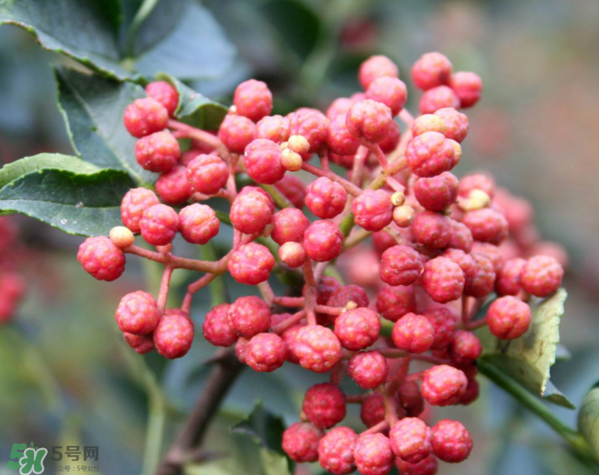 花椒泡腳能治白發(fā)嗎？花椒泡腳白發(fā)能轉(zhuǎn)黑嗎？