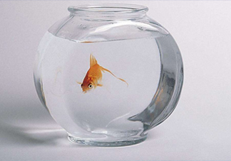 凈化水可以養(yǎng)魚嗎？?jī)艋梢詻_奶粉嗎