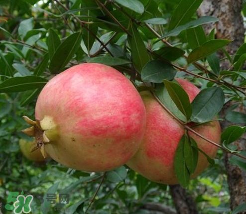 突尼斯石榴哪里產(chǎn)？突尼斯軟籽石榴產(chǎn)地
