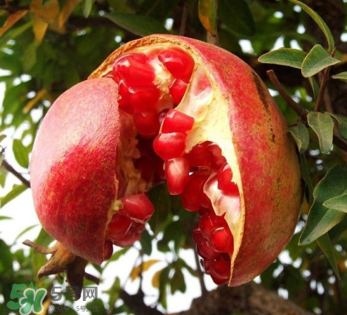 突尼斯石榴哪里產(chǎn)？突尼斯軟籽石榴產(chǎn)地