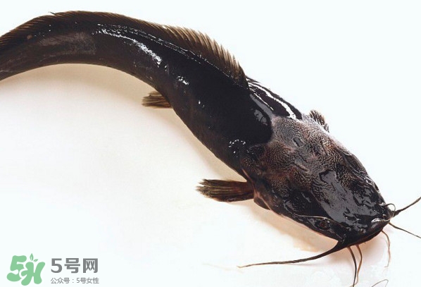 黑魚厲害還是鯰魚厲害？黑魚是世界上最臟的魚