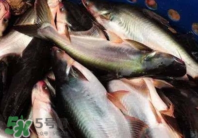 巴沙魚是淡水魚還是海魚？巴沙魚為什么沒有刺
