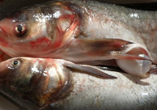 花鰱魚是海鮮嗎？花鰱魚是淡水魚嗎