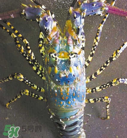 中華錦繡龍蝦可以養(yǎng)殖嗎？中華錦繡龍蝦有毒嗎