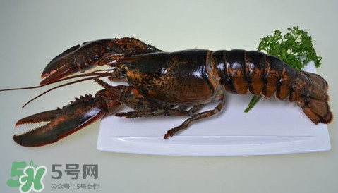 波士頓龍蝦頭能吃嗎？波士頓龍蝦哪里不能吃