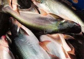 巴沙魚是淡水魚還是海魚？巴沙魚為什么沒有刺