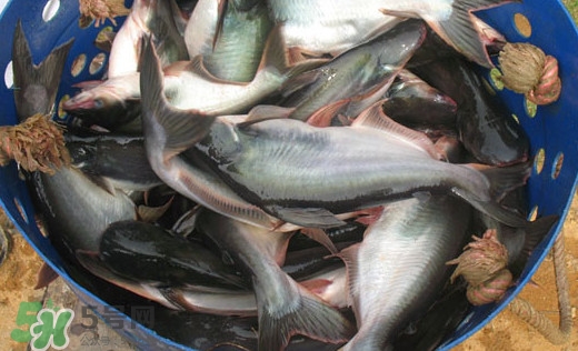 巴沙魚(yú)是什么魚(yú)？巴沙魚(yú)吃什么東西？