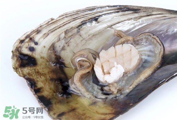 帶子是扇貝嗎？帶子和扇貝哪個好吃