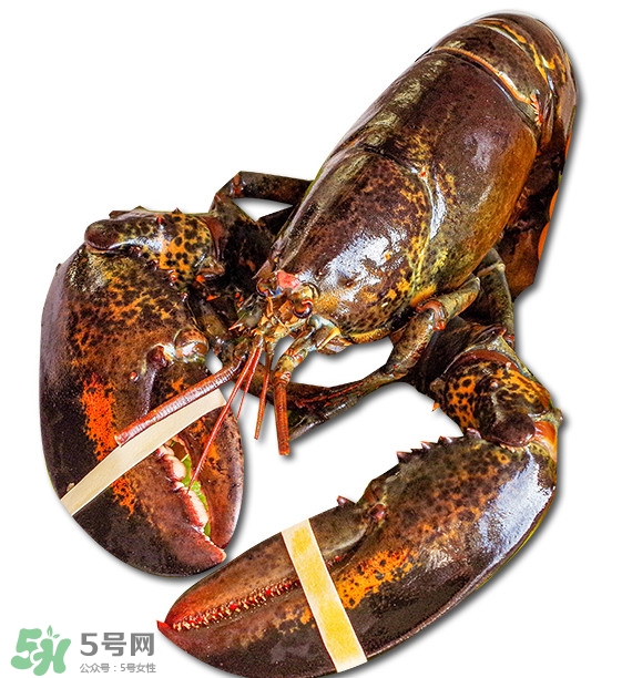 波士頓龍蝦怎么去蝦線？波士頓龍蝦怎么清洗