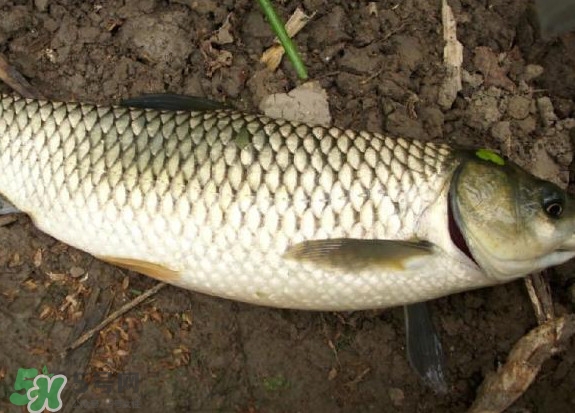 黑魚和草魚哪個(gè)好吃？黑魚不適合什么人吃