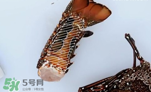 波士頓龍蝦產(chǎn)自波士頓嗎？波士頓龍蝦是哪里的
