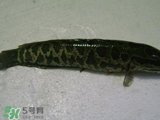 黑魚厲害還是鯰魚厲害？黑魚是世界上最臟的魚