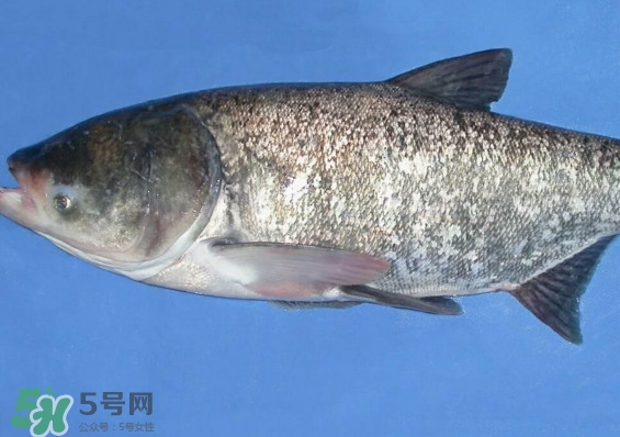 花鰱魚是海鮮嗎？花鰱魚是淡水魚嗎
