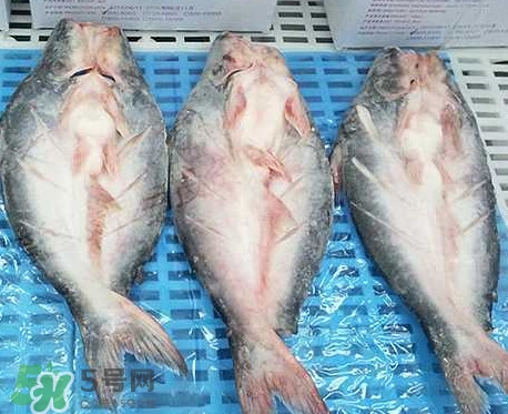 巴沙魚(yú)是什么魚(yú)？巴沙魚(yú)吃什么東西？