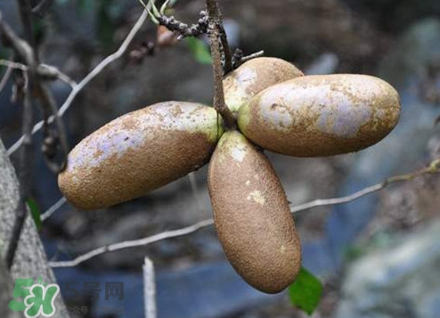八月瓜怎么吃？八月瓜好吃嗎