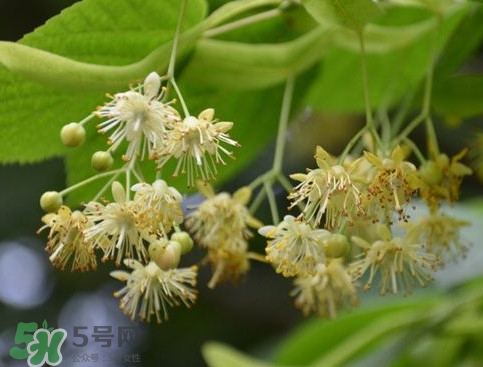 椴樹(shù)蜜有什么氣味？椴樹(shù)蜜結(jié)晶看到糖怎么回事