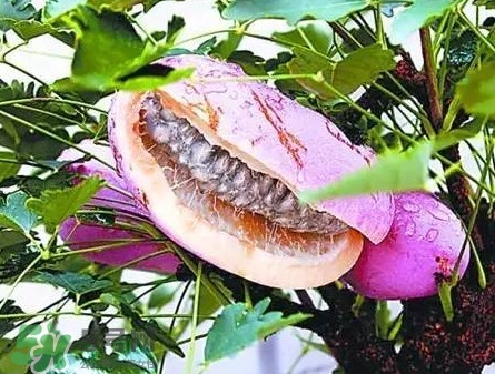 八月瓜適合哪里種植？八月瓜的種植技術(shù)