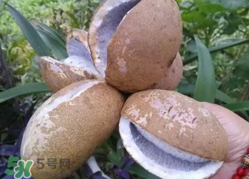 八月瓜什么時(shí)候成熟？八月瓜什么時(shí)候種植