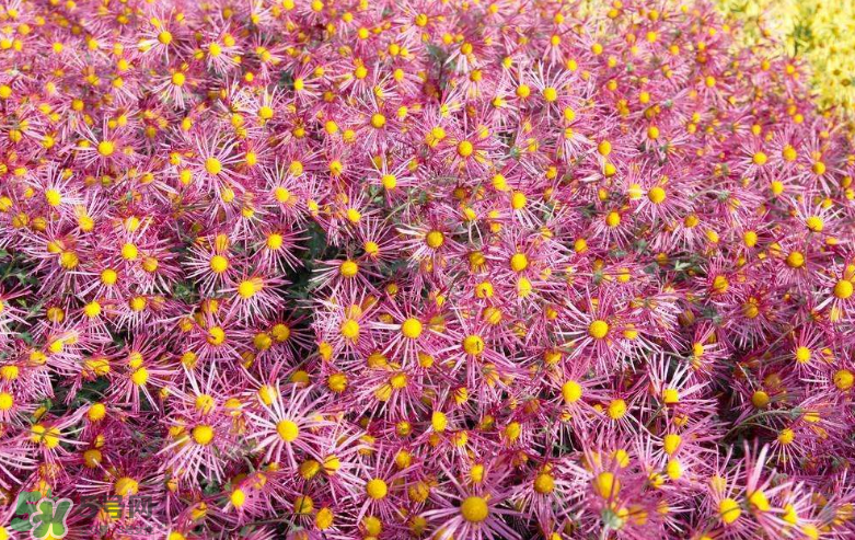 秋天開(kāi)花嗎？秋天的花有哪些？