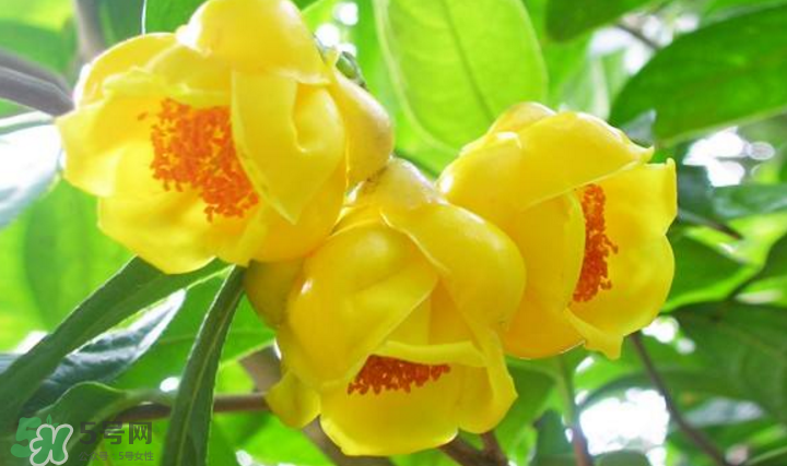 秋天開(kāi)花嗎？秋天的花有哪些？