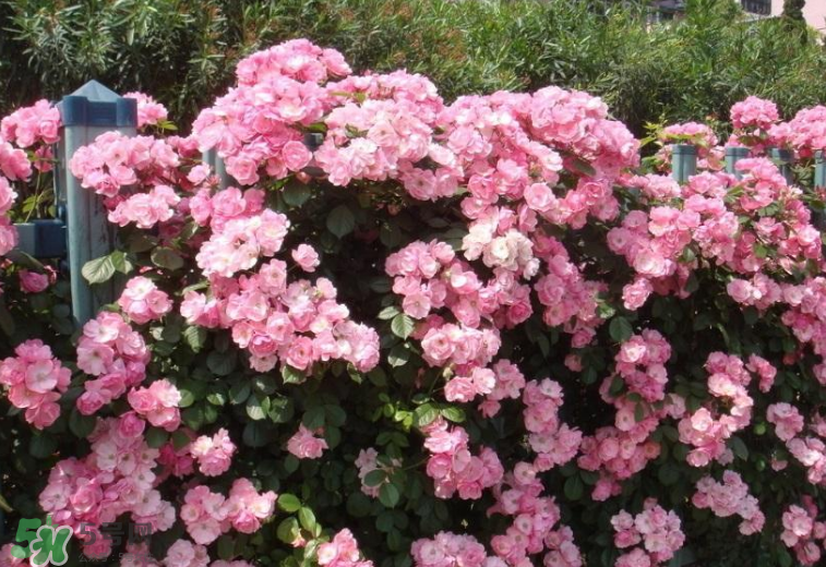 秋天開(kāi)花嗎？秋天的花有哪些？
