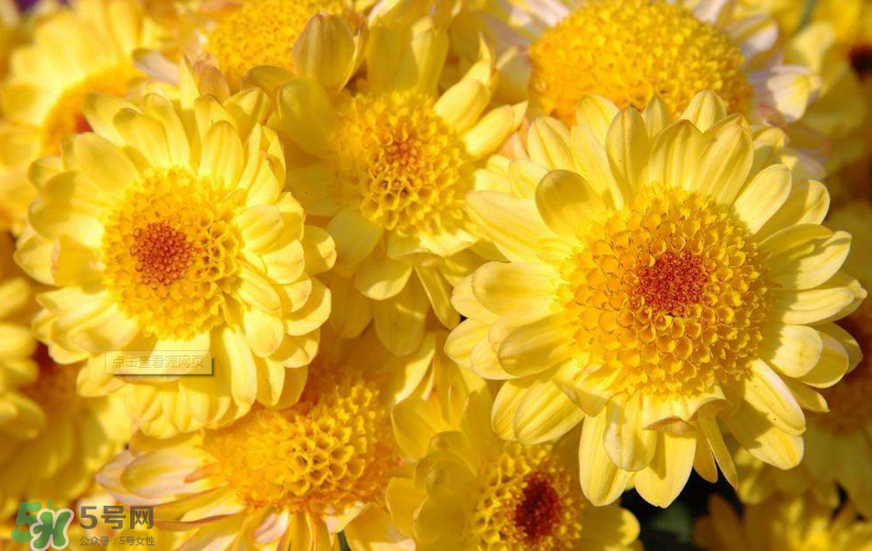秋天開(kāi)花嗎？秋天的花有哪些？