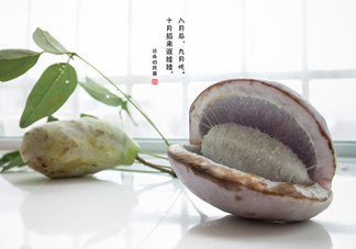 八月瓜可以泡酒嗎？八月瓜可以治乙肝嗎