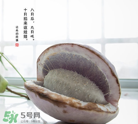 八月瓜可以泡酒嗎？八月瓜可以治乙肝嗎