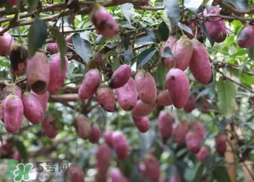 八月瓜能吃嗎？八月瓜到底有什么價值？