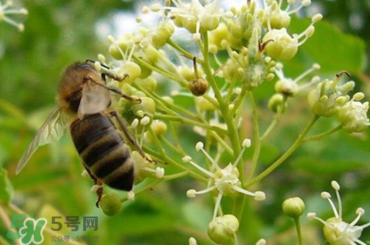 椴樹蜜是什么顏色？椴樹蜜是白色的嗎