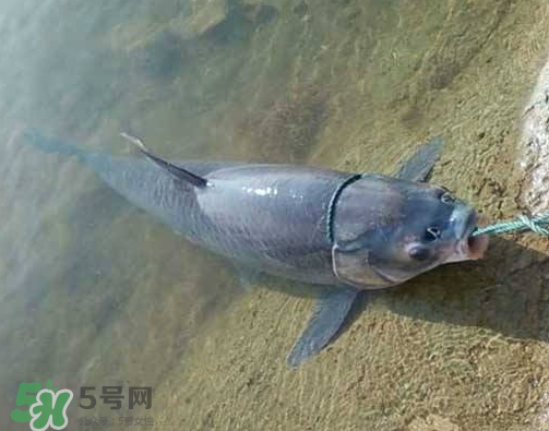 青魚(yú)怎么釣？釣青魚(yú)用什么餌料最好？
