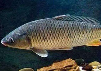 青魚怎么釣？釣青魚用什么餌料最好？