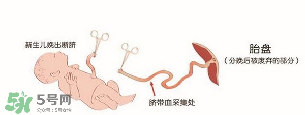 臍帶血有必要保存嗎？臍帶血有什么用？