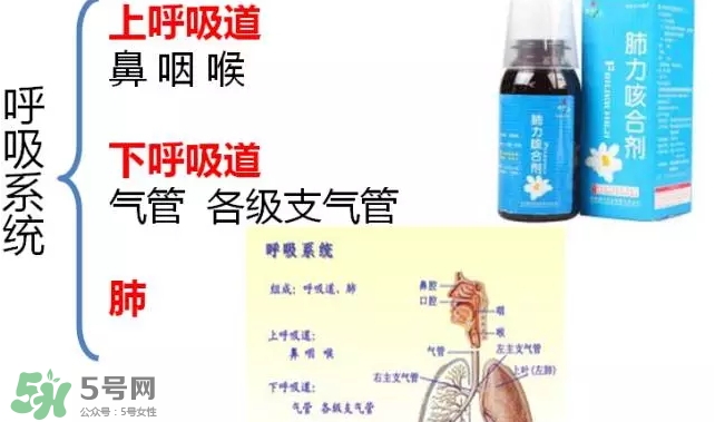 肺力咳合劑多少錢一瓶？