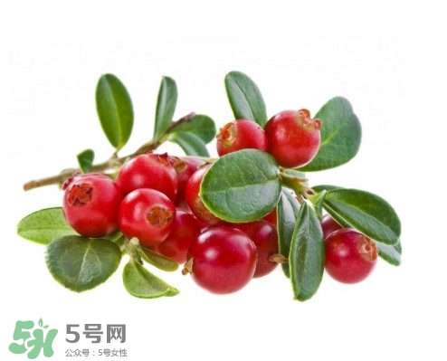 蔓越莓在中國(guó)有嗎？蔓越莓怎么辨別真假