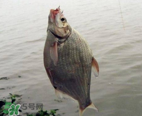 武昌魚怎么釣？釣武昌魚用什么餌料？