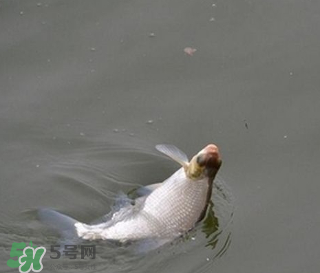 武昌魚怎么釣？釣武昌魚用什么餌料？