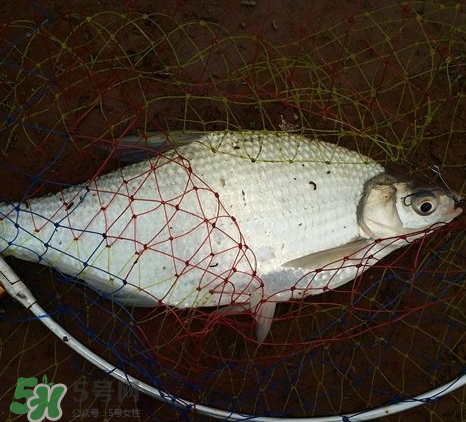武昌魚怎么釣？釣武昌魚用什么餌料？