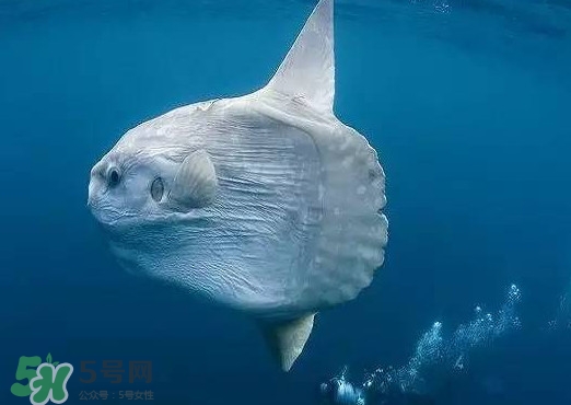 翻車魚(yú)是什么魚(yú)？翻車魚(yú)為什么叫翻車魚(yú)