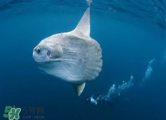 翻車魚能吃嗎？翻車魚有毒嗎